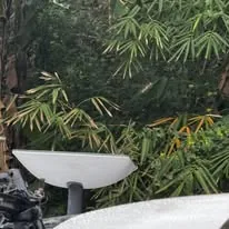 A satellite internet dish set up among bamboo at the venue